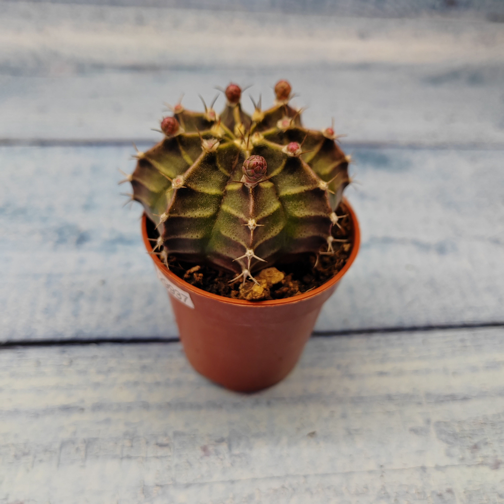 Gymnocalycium Friedrichii (Гимнокалициум)