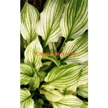 Хоста Зебра Страйпс