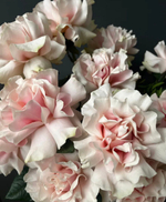 15 розовых французских роз