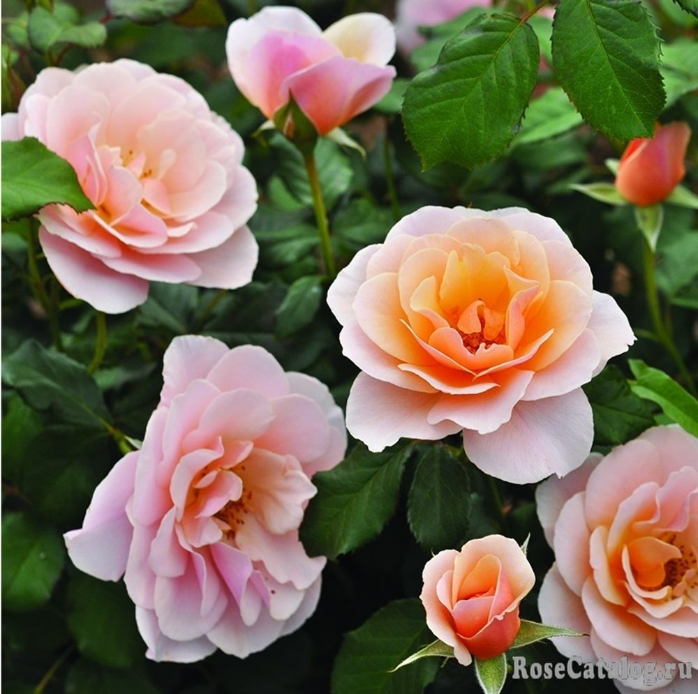 Дрина Река (Drina Reka)