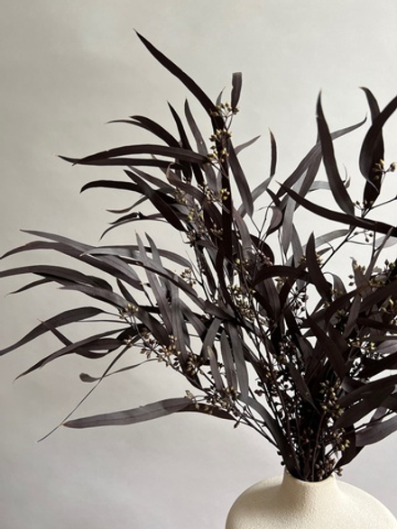 Эвкалипт Николи стабилизированный серо-пурпурный