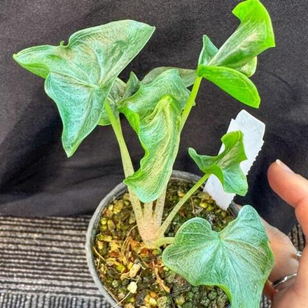 Алоказия HOLY GRAIL