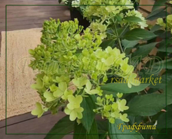 Гортензия метельчатая Граффити (Hydrangea paniculata `Graffiti`)