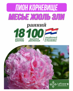 Пион Корневище, Месье Жюль Эли,  1шт ,Нидерланды