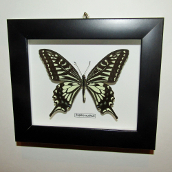 Бабочка Papilio xuthus в рамке