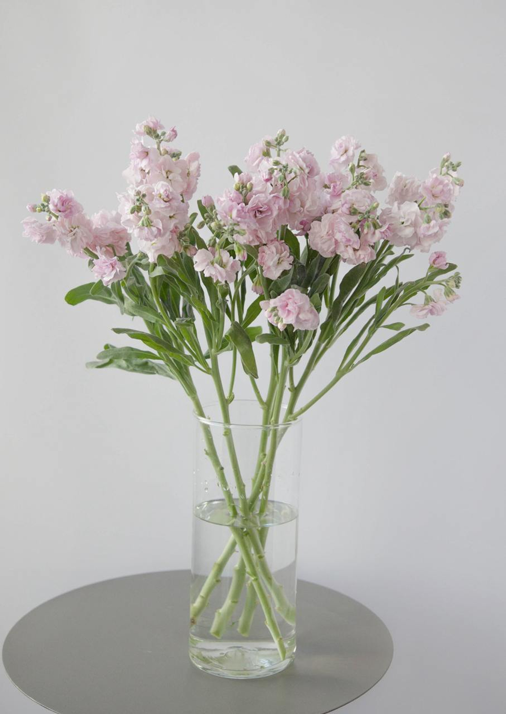 Монобукет Маттиола кустовая Pink