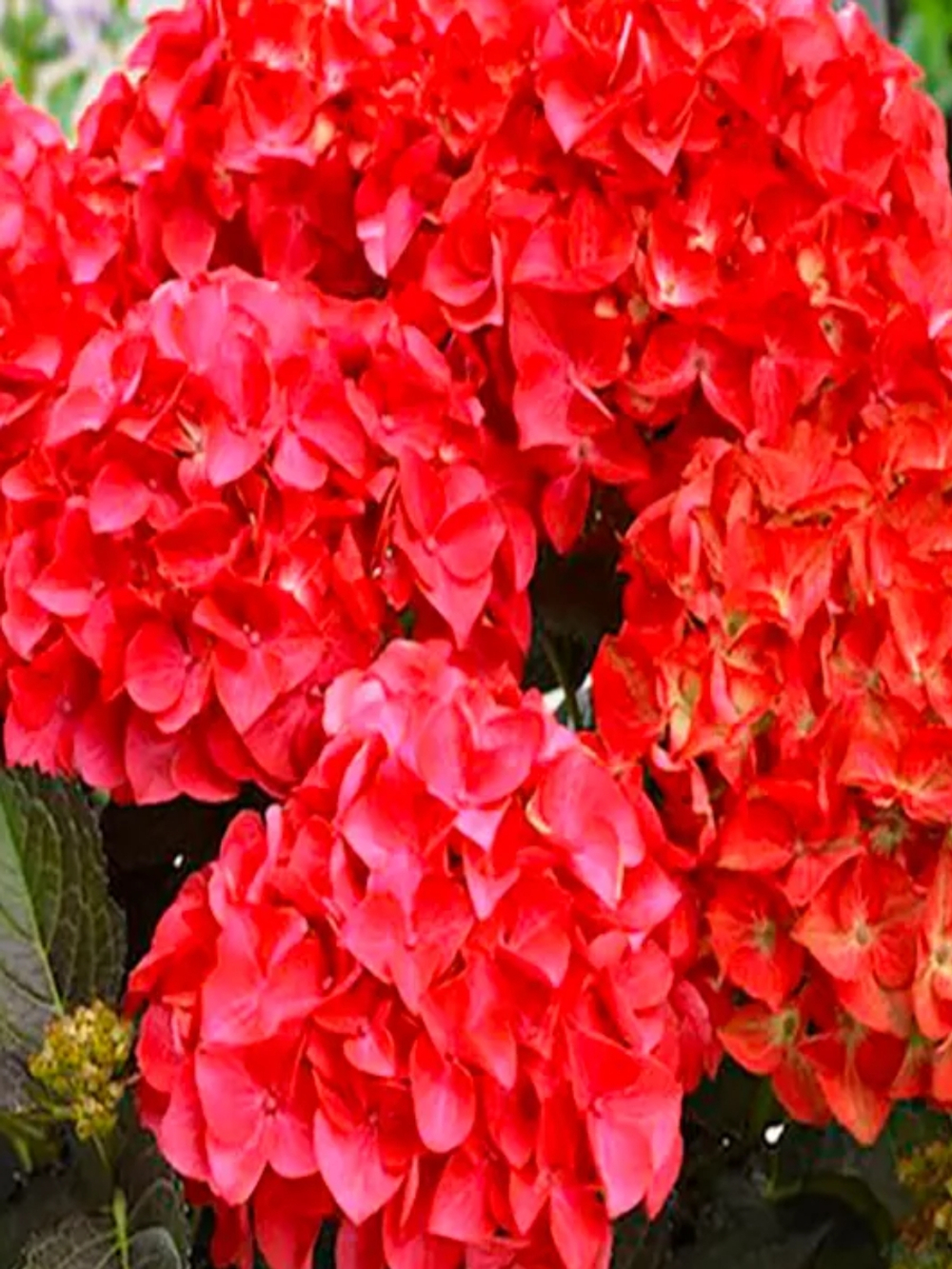 Hot Red / Хот Рэд (Стандарт поставки Р9)2025г.