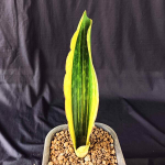 Сансевиерия MALAWI MIDNIGHT VAR