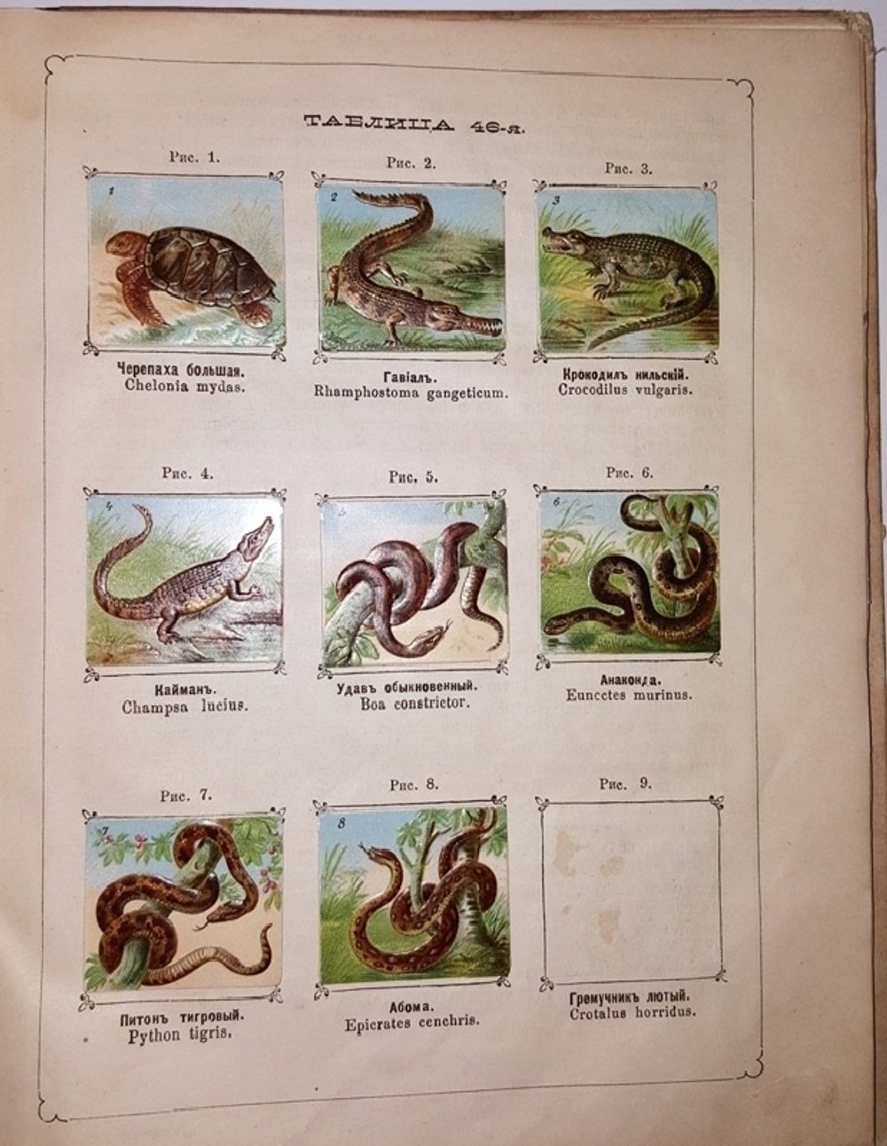 "Рельефный зоологический атлас. Часть третья. Пресмыкающиеся и рыбы.". Гагельберг. 1880 г.    Антикварная книга
