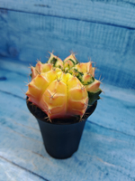 Gymnocalycium Variegata (Гимнокалициум Вариегатный)