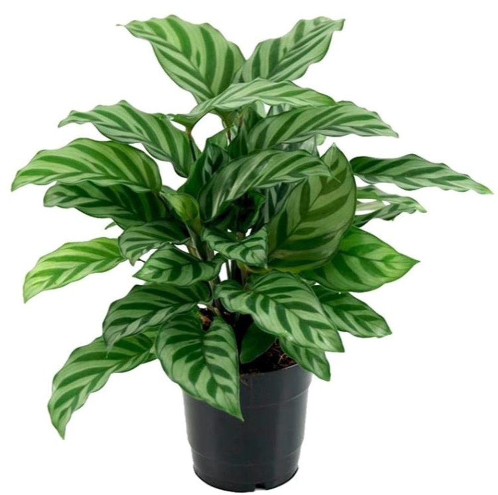 Калатея Фредди