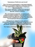 Каланхоэ войлочное Кошачьи ушки суккулент