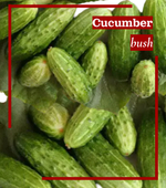 Огурец Кустовой 5шт.