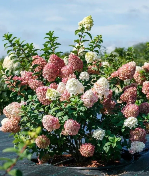 Гортензия метельчатая Сандей Фрайз (3/4 ветки) Закупка М59 апрель 2026