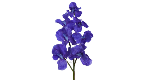 Орхидея ванда 7 соцветий - Фиолетовый