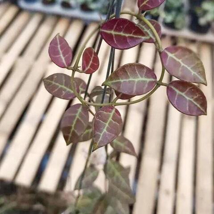 Хойя REBECCA SUNSTRESS