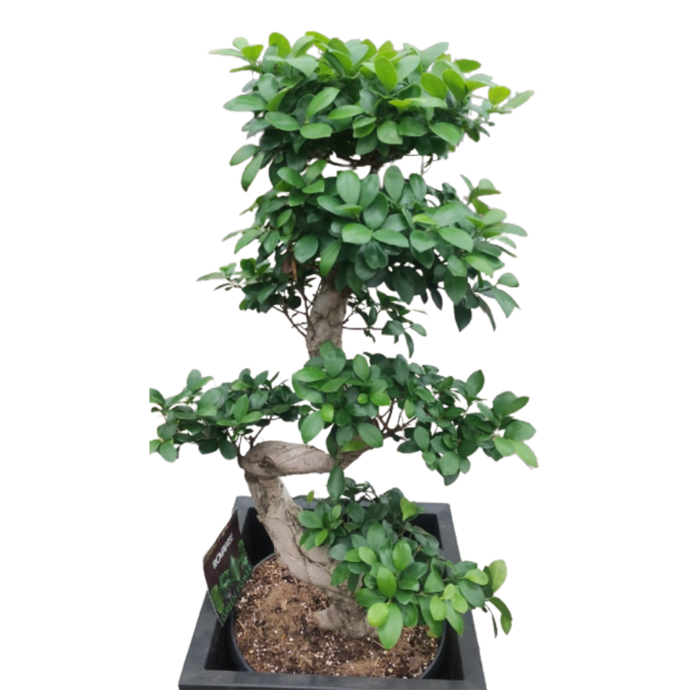 Бонсай фикус