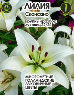 Луковичные цветы лилия Скансано, разбор 22/24, 1 шт