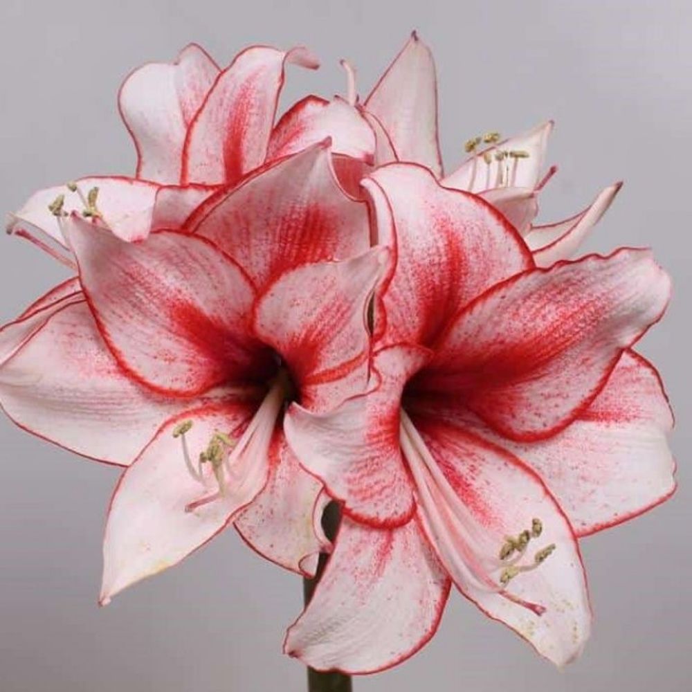 Амариллис Харизма Закупка М80 сентябрь 2026