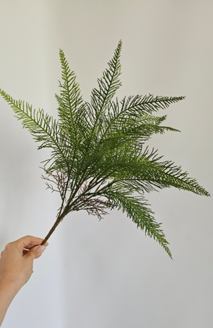 Куст араукария / Арт 6169