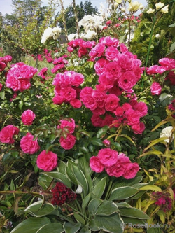 Роза канадская Морден Кардинет С4 Закупка М43 июнь 2026