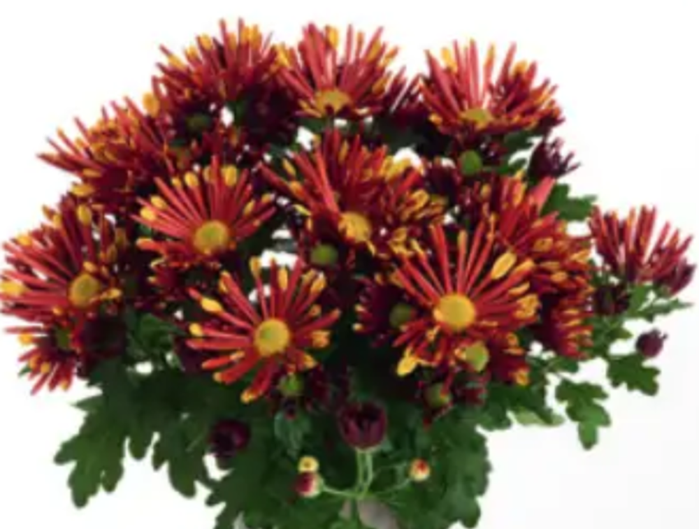 ЕВРО Хризантема горшечная Loki Redукорененный черенок ОКС