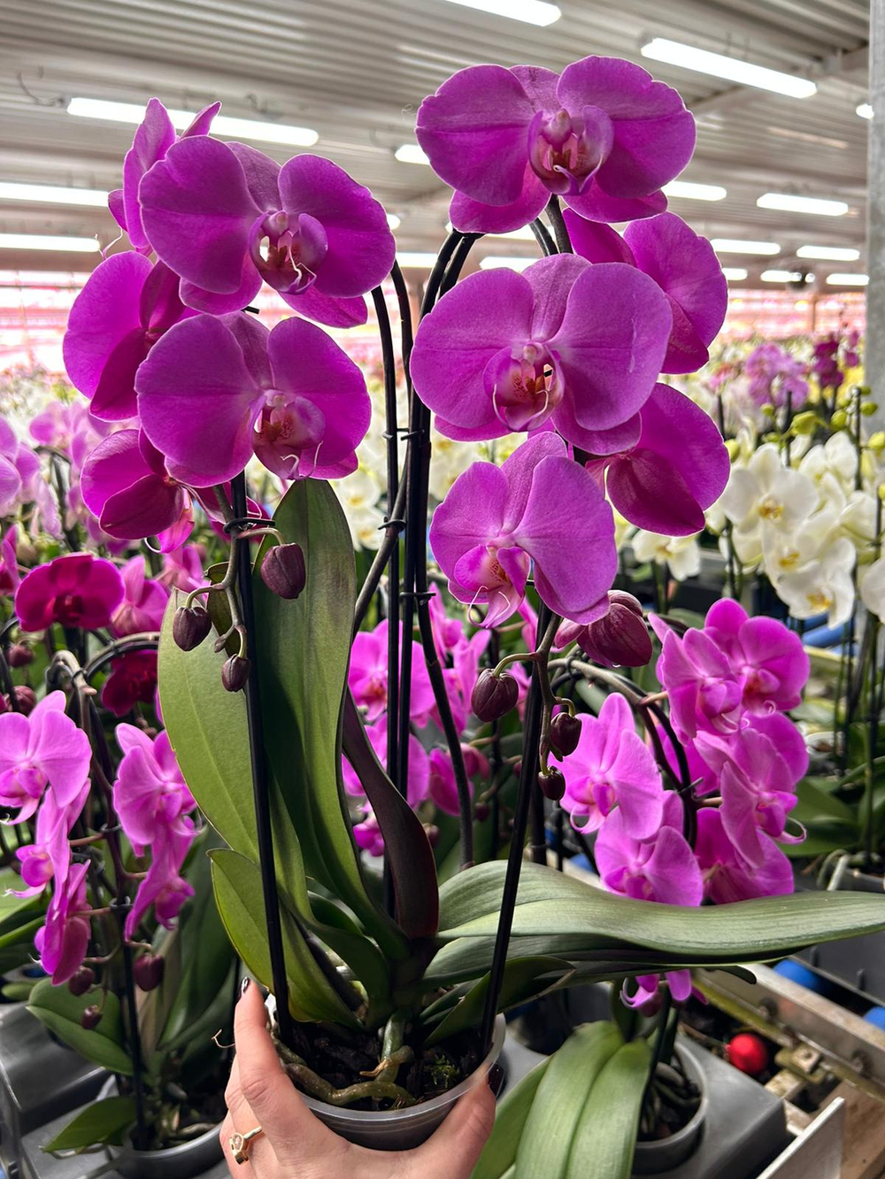 фаленопсис каскад д. 12