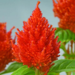 Целозия перистая Глориас Оранж (50шт) Витагрин Профи