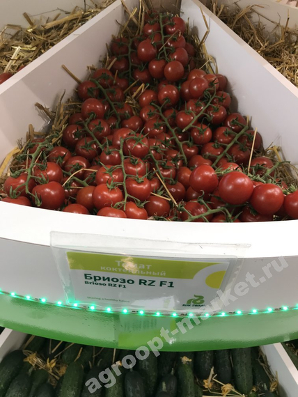 Бриозо F1 семена томата индетерминантного – фото 2