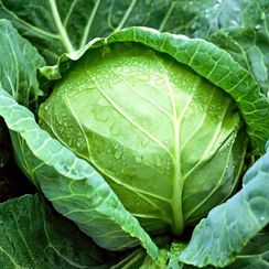 ЕТМА F1 семена капусты белокочанной (Rijk Zwaan | Alexagro)