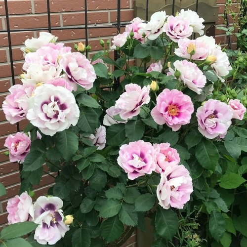 Роза Айс фо Ю