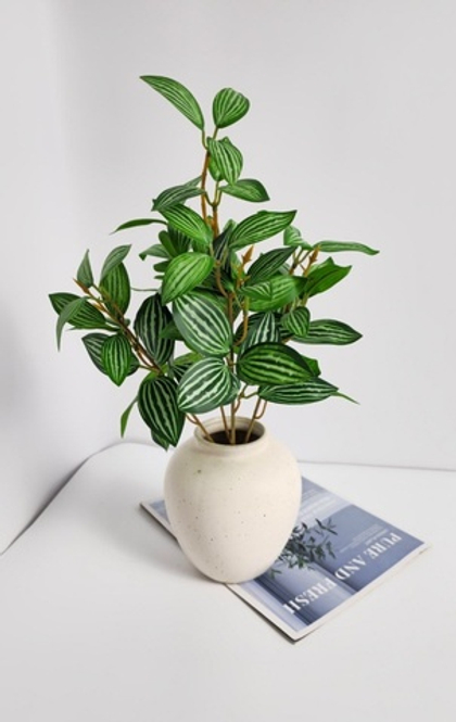 Традесканция/ Арт 6257