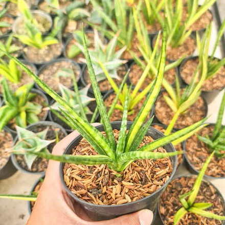 Сансевиерия BANLUE TORCH s.S