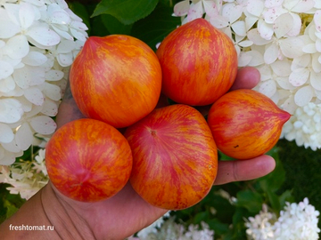 Козула 133 (striped pointed pink) сорт томата