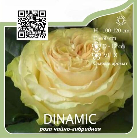 Роза чайно-гибридная "Dinamic"