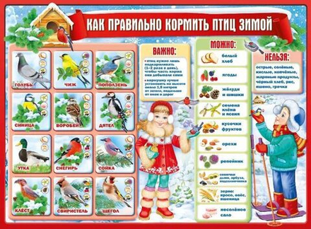 Плакат 60*44см "Как правильно кормить птиц зимой"