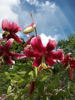 Лилия Мисс Фея (ОТ- гибрид)