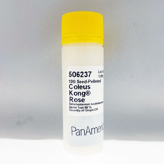 КОЛЕУС БЛЮМЕ KONG ROSE семена цветов (PanAmerican Seed | Alexagro)