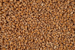 Зерно пшеницы Шугуровское цельное, пакет 5 кг