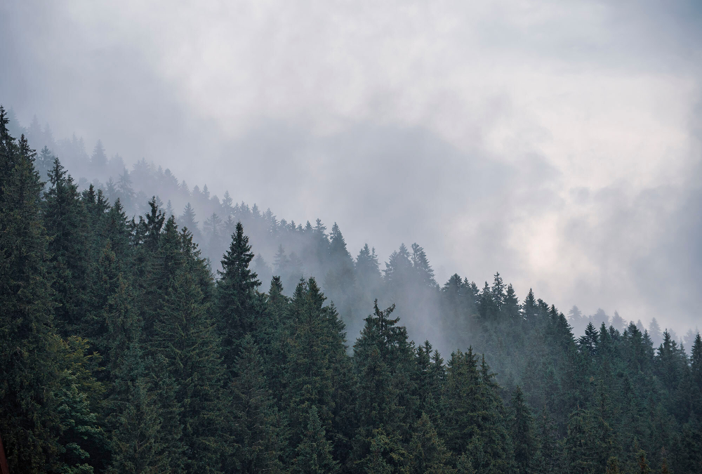 Коллекция Лес