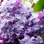 Сирень "Nadezhda"