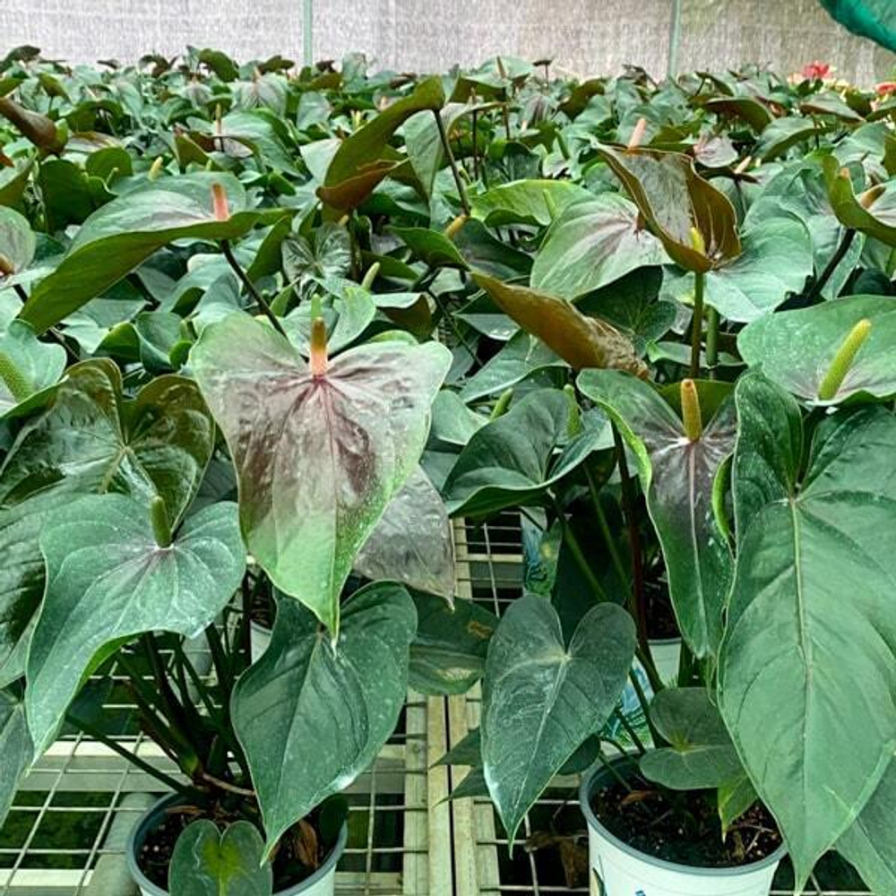 Антуриум Андрэ PARIS BLACK