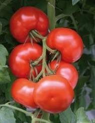 Бейсужок F1 семена томата индетерминантного (Гавриш)