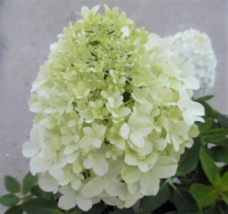 Гортензия метельчатая Литтл спукки (3/6 веток) Закупка М59 апрель 2026