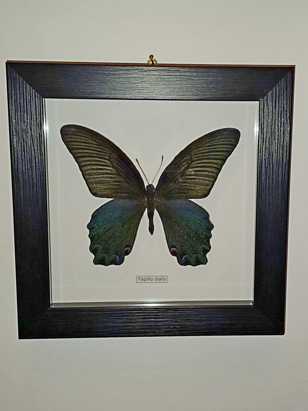 Бабочка Papilio dialis в рамке