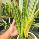 Сансевиерия MANOLI