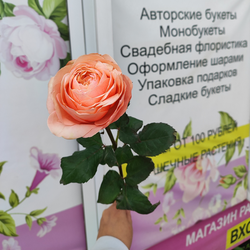 Роза Кахала пионовидная