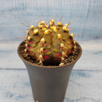 Gymnocalycium T-Rex Pink hybride (Гимнокалициум T-rex)
