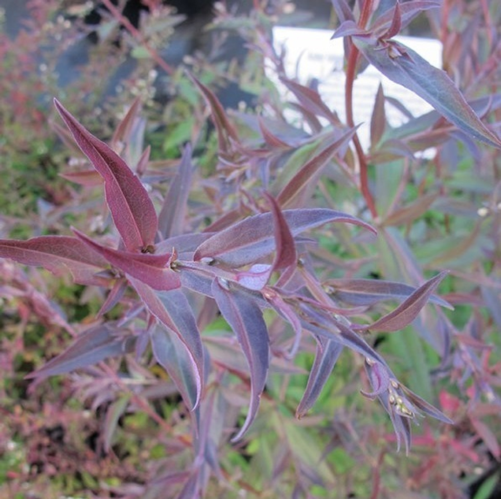 Астра бокоцветная "Lady in Black". Aster lateriflorus "Lady in Black".