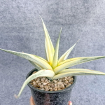 Сансевиерия SNOW WHITE VAR